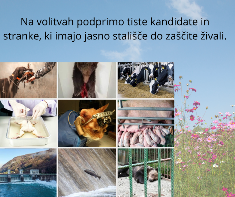 Na volitvah podprimo tiste kandidate in stranke ki imajo jasno stalisce do zascite zivali