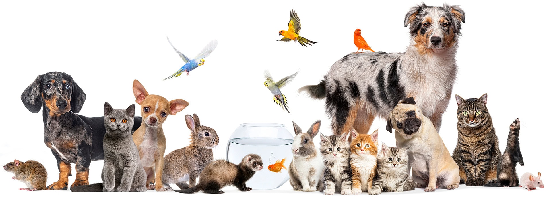 AniMa - Animals Matter