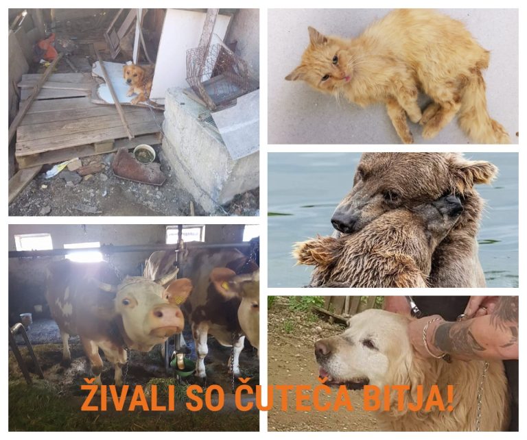 zivali so cuteca bitja